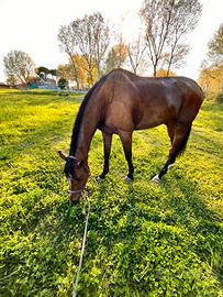 Purosangue Irlandese Anno 2003