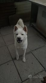 Cani akita americani