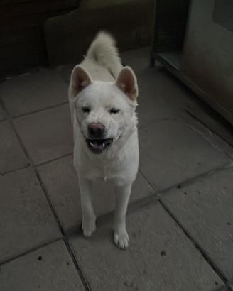 Cani akita americani