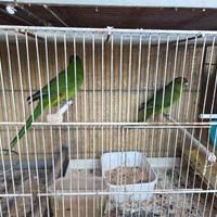 pappagalli kakkariki coppia con gabbia
