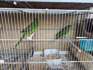 pappagalli kakkariki coppia con gabbia