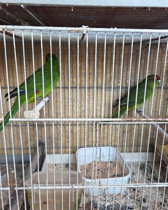 pappagalli kakkariki coppia con gabbia