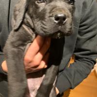 Cuccioli cane corso