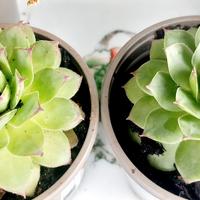 Sedeveria Letizia - piante grasse