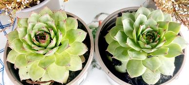 Sedeveria Letizia - piante grasse