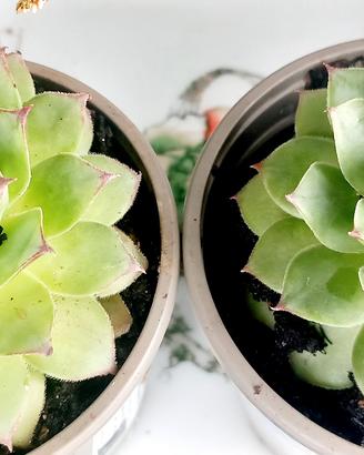 Sedeveria Letizia - piante grasse