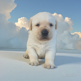 Labrador con pedigree enci