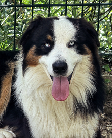 Pastore Australiano disponibile per monta