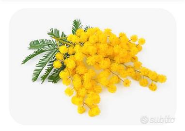 rami di mimosa