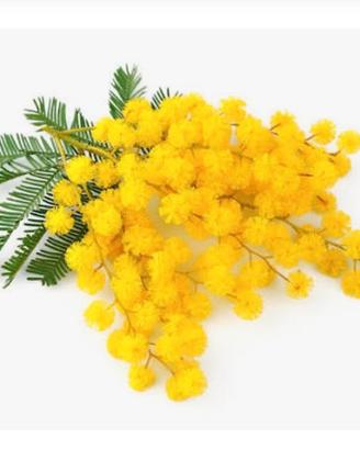 rami di mimosa