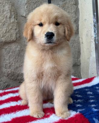 Cuccioli di Golden Retriever Americano