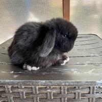 Conigli coniglietti cuccioli