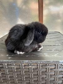Conigli coniglietti cuccioli