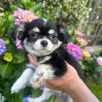 Cuccioli di chihuahua toy