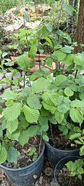 piantine fico/nocciole