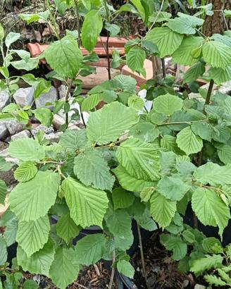 piantine fico/nocciole