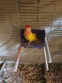 Maschio inseparabile rosencollis