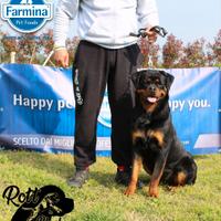 Cuccioli rottweiler