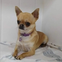Chihuahua giovani adulte