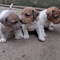 Jack Russell