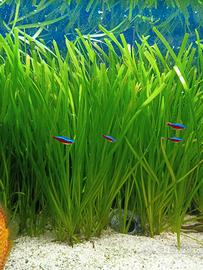 piante acquario Vallisneria 