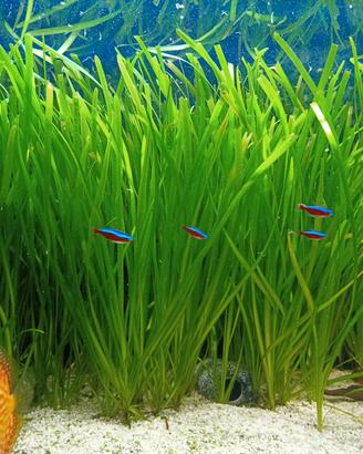 piante acquario Vallisneria 