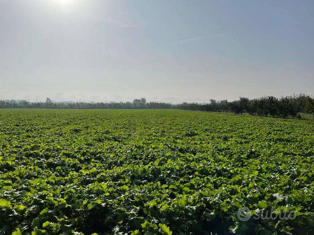 Terreno di 27000 m² a Mondragone - Vista 5