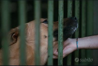 Cane grossa taglia maschio età 3 anni