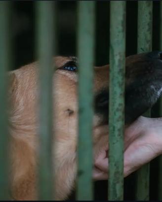 Cane grossa taglia maschio età 3 anni