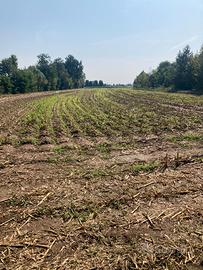Terreno agricolo mairano