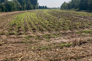Terreno agricolo mairano