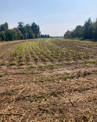 Terreno agricolo mairano