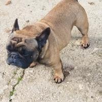 Bulldog francese per accoppiamento