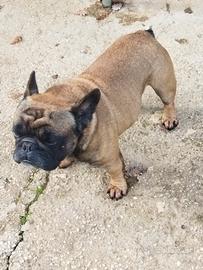 Bulldog francese per accoppiamento