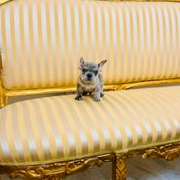 Bulldog francese exotic merlé