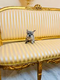 Bulldog francese exotic merlé