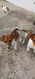 Jack russel