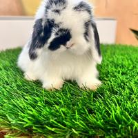 Ariete Nano Mini Lop