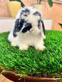 Ariete Nano Mini Lop