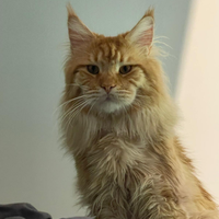 Maine coon x accoppiamento