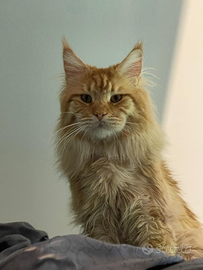 Maine coon x accoppiamento