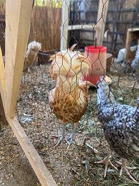 Gallo padovana