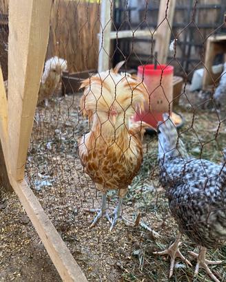 Gallo padovana