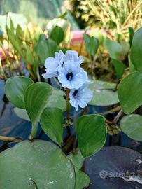 Piante per laghetto/minipond