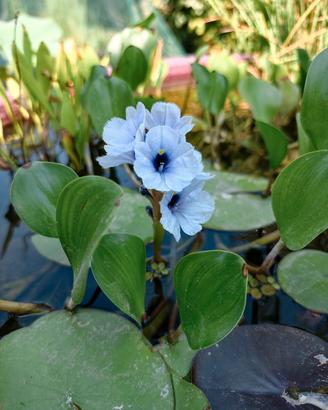 Piante per laghetto/minipond