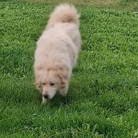 Cuccioli di maremmano abruzzese