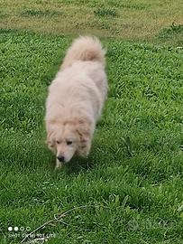 Cuccioli di maremmano abruzzese