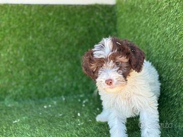 Lagotto romagnolo