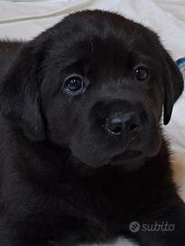 Cuccioli di labrador con pedigree