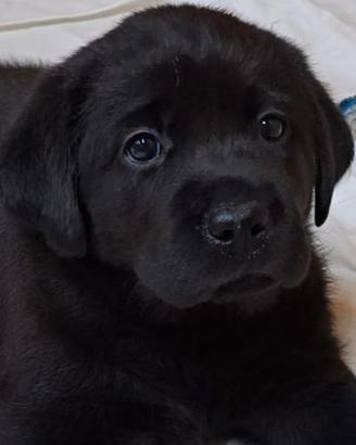Cuccioli di labrador con pedigree